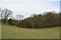 Windmill Copse