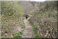 Footpath, Conneyburrow Wood