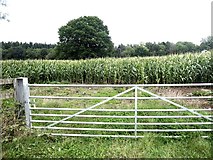 SO4329 : Field of maize at Gwern-genny Farm by Oliver Dixon