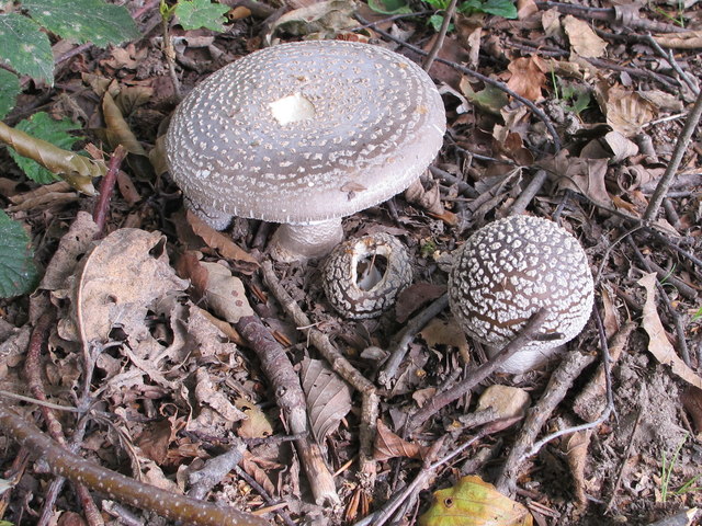Fungus in Egypt woods