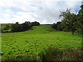 Grazing near Stripe Head Farm