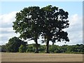 Oak trees