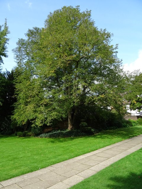 Tree in the graveyard of Tewkesbury... © Philip Halling :: Geograph ...