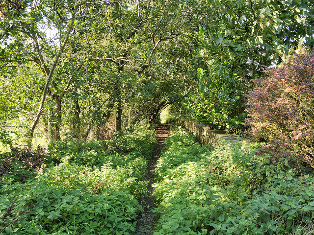 Path towards Beardwood