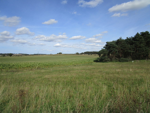 Distant view over a field of maize