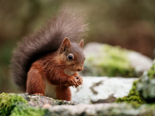 'Ernie' © Peter Trimming cc-by-sa/2.0 :: Geograph Britain and Ireland