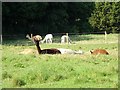 Alpacas at Hopwell Hall