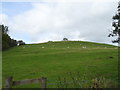 Hillside grazing above Leighton Bridge