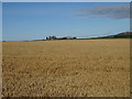 Cereal crop, North Ballearn