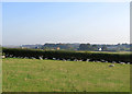 TL5963 : A field of sheep next to The Devil's Dyke by John Sutton
