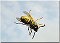 SD7211 : Wasp on the windscreen by Philip Platt