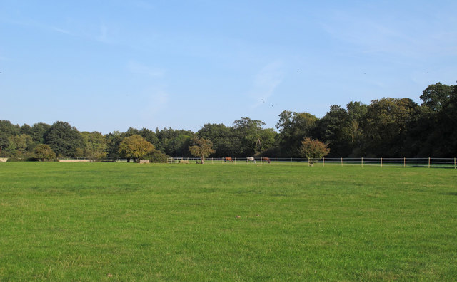 Pasture near Navestock Hall Farm