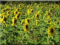 SO8235 : A field of sunflowers by Philip Halling