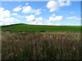 Grazing near Lootingstone