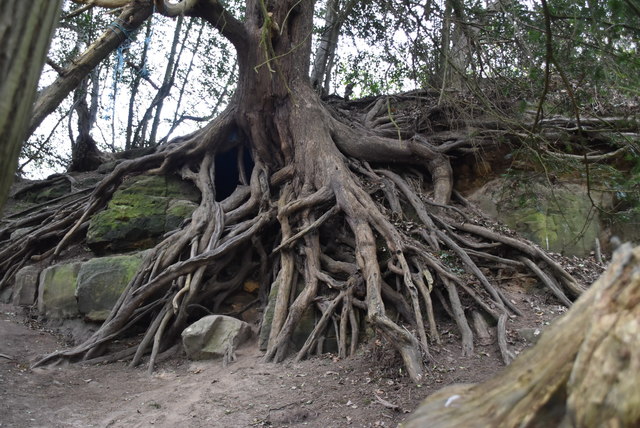 Extensive tree roots