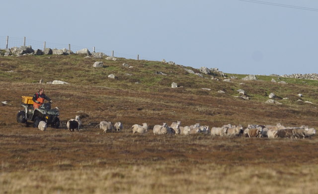 Caain' sheep by quad near Uyeasound
