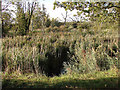 Reeds, Oughtonhead Common