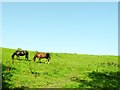 SD7212 : Horses grazing by Philip Platt