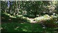 Path through the woods by the Buckny Burn