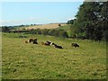 NS6972 : A mixed herd by Richard Sutcliffe