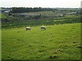 NS6871 : Grazing sheep by Richard Sutcliffe