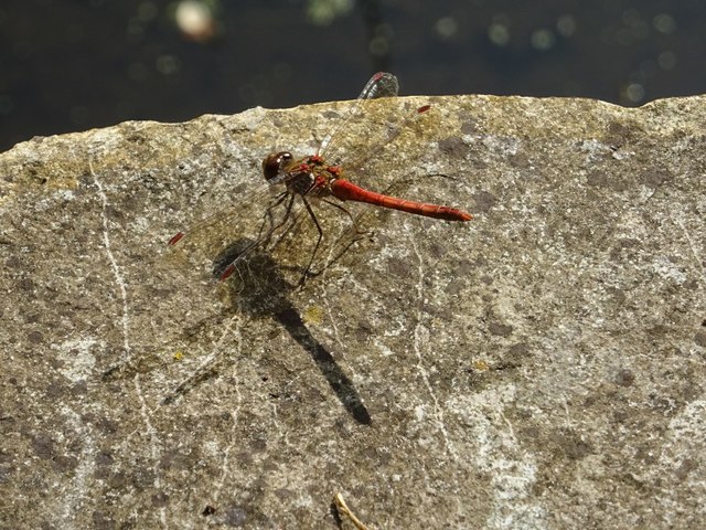 A common darter dragonfly 
