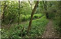 Woodland and path at Franche, Kidderminster