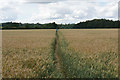 Footpath towards Fifield