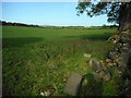 Field north of Sauchenhall