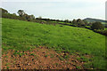 SX6860 : Field with tree stumps near Gribblesdown by Derek Harper