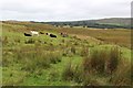 Cattle on Gall Moss