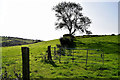 Gate and tree, Beltany