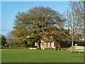 King Oak, Vine Cricket Ground, Sevenoaks