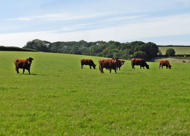 Grazing cattle © Roger Cornfoot :: Geograph Britain and Ireland