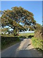 The tree at the end of the lane