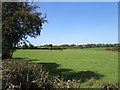 Grass field with grazing cattle