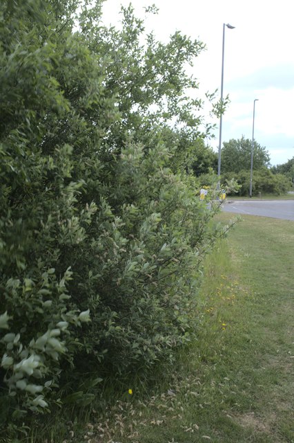 Pussy Willow near the roundabout