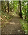 Path through Barhill Wood