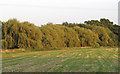 TQ5797 : Group of willows near Cow Farm, Kelvedon Hatch by Roger Jones