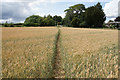 Footpath to Fifield