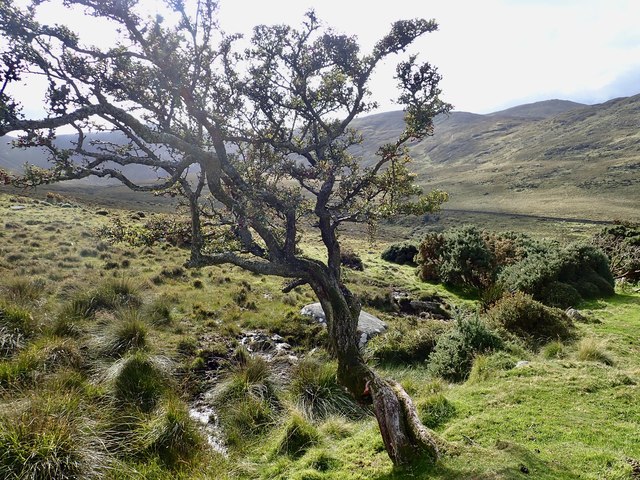 Gnarled solitary tree above the Spinkwee Valley