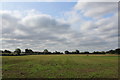 Large Field off Moor Lane