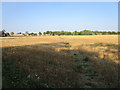 Footpath through a stubble field