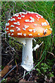 Fly Agaric (Amanita muscaria)