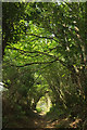 Footpath near Didworthy