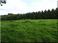 Grazing towards Rushcliff Wood