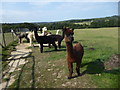 Alpacas on a footpath