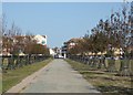 Avenue of hornbeams, Herne Bay Memorial Park