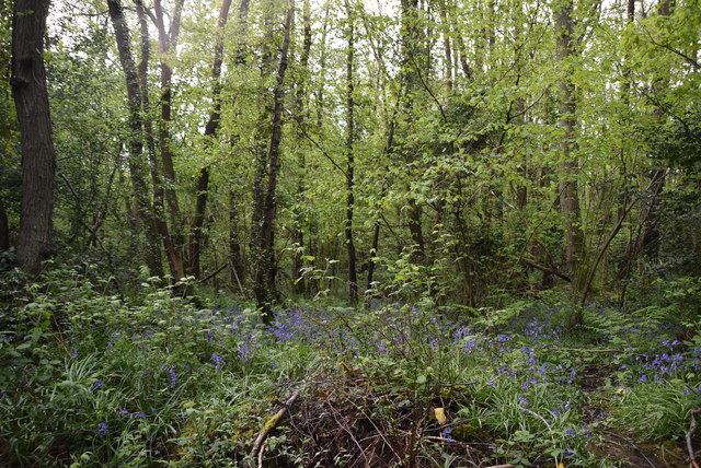 Bluebells, Broke's Wood
