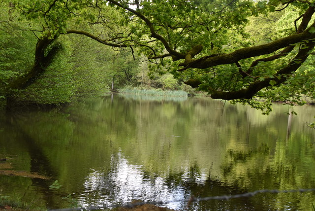 Large pond, Broke's Wood